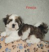 ShihTzu lV pokoleniowy rodowód - suczka Finezja - 3