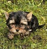 Yorkshire Terrier suczki - 3