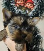 Yorkshire Terrier suczki - 1