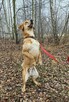 Niewielki rozkoszny psiak Pimpek - 3