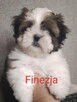 ShihTzu lV pokoleniowy rodowód - suczka Finezja - 2