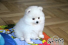 Pomeranian # FCI # - 2