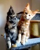 Olbrzymie kociaki Maine Coon - 12