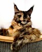 Olbrzymie kociaki Maine Coon - 10