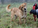Niewielki rozkoszny psiak Pimpek - 2