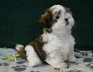 ShihTzu lV pokoleniowy rodowód - suczka Finezja - 1