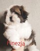 ShihTzu lV pokoleniowy rodowód - suczka Finezja - 4