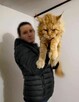 Olbrzymie kociaki Maine Coon - 9