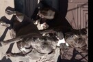 Amstaffy, sprzedam szczeniaki Amstaff z rodowodem - 6