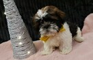 Shih tzu piesek tricolor gotowy na nowy domek - 3