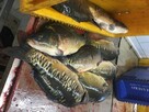 Karp w Świątecznej promocji - 2