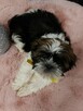 Shih tzu piesek tricolor gotowy na nowy domek - 2