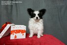 Spaniel Miniaturowy PAPILLON piesek piesek po championie FCI - 2