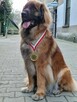 Szczenięta Leonberger - 2