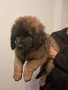 Szczenięta Leonberger - 3
