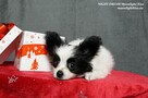 Spaniel Miniaturowy PAPILLON piesek piesek po championie FCI - 3