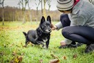 Gustaw-malutki niewidomy piesek prosi o dom-adoptuj - 4