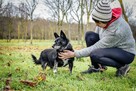 Gustaw-malutki niewidomy piesek prosi o dom-adoptuj - 5