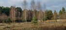 Wilga (Malinówka) - działka z warunkami zabudowy - 2