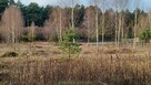 Wilga (Malinówka) - działka z warunkami zabudowy - 4