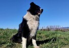 BORDER COLLIE rasowy szczeniak z hodowli, pełna dok. hodowla - 7