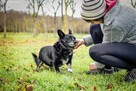 Gustaw-malutki niewidomy piesek prosi o dom-adoptuj - 7