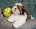 ShihTzu -suczka IV pokoleniowym rodowodem - 1