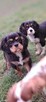 Cavalier King Charles Spaniel fci - 3