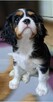 Cavalier King Charles Spaniel fci - 8