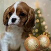 Cavalier King Charles Spaniel fci - 7