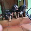 Cavalier King Charles Spaniel fci - 5