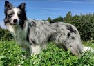 Piękna Rasowa Suczka Border Collie z pełną dok. hodowli - 4