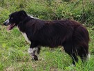 Piękna Rasowa Suczka Border Collie z pełną dok. hodowli - 6