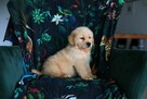 GOLDEN RETRIEVER-szczeniaki 100% linia amerykańska, ,ZKwP/FC - 6