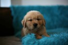 GOLDEN RETRIEVER-szczeniaki 100% linia amerykańska, ,ZKwP/FC - 5