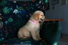 GOLDEN RETRIEVER-szczeniaki 100% linia amerykańska, ,ZKwP/FC - 9