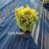Tuje oferta - 3
