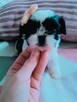 Piękna maleńka sunia Shih Tzu - 14