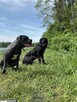 Cane Corso szczenięta - 10