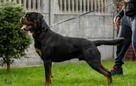 Rottweiler szczenięta- samiec- domowa hodowla. - 3