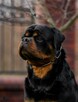 Rottweiler szczenięta- samiec- domowa hodowla. - 4