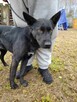 Piękny, młody CZARNY w typie owczarka szuka domu !! - 7