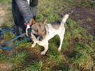 Młody, energiczny PRECELEK szuka domu !! Do adopcji !! - 2