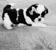 Piękna maleńka sunia Shih Tzu - 2