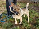 Młody, energiczny PRECELEK szuka domu !! Do adopcji !! - 4