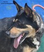 Naruto- poleca się do adopcji - 4