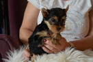 Suczka Yorka Yorkshire Terrier York - 2