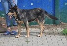Naruto- poleca się do adopcji - 5