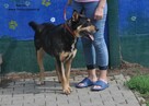Naruto- poleca się do adopcji - 2