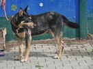 Naruto- poleca się do adopcji - 6
